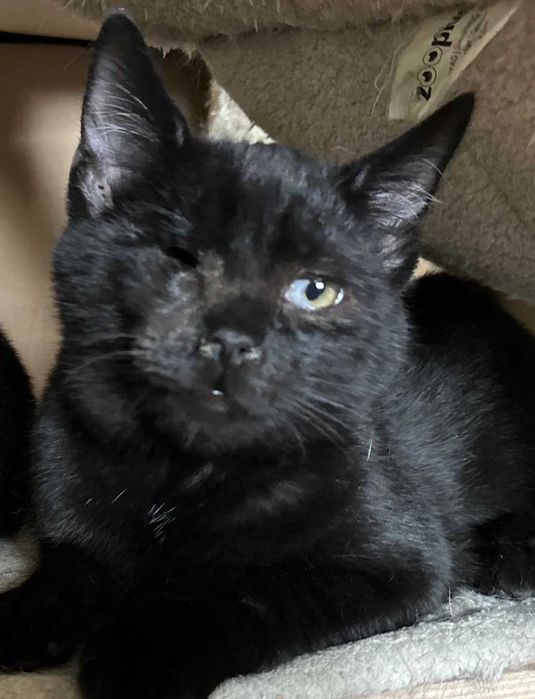 Kocurek do adopcji Czarnulek