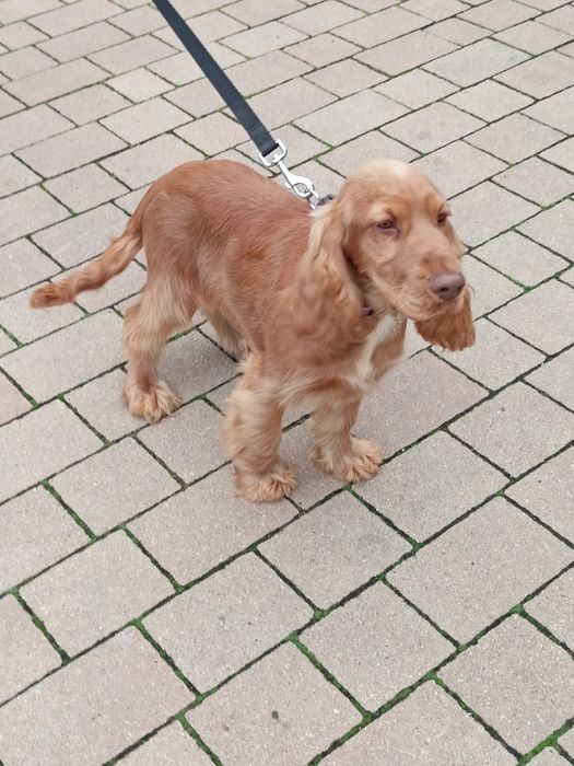 Piesek Cocker spaniel angielski