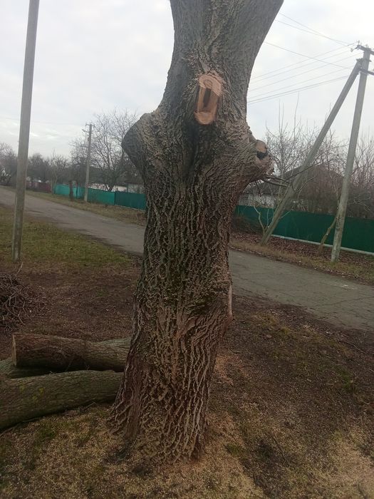 Горіхові слеби спиляний домашній горіх