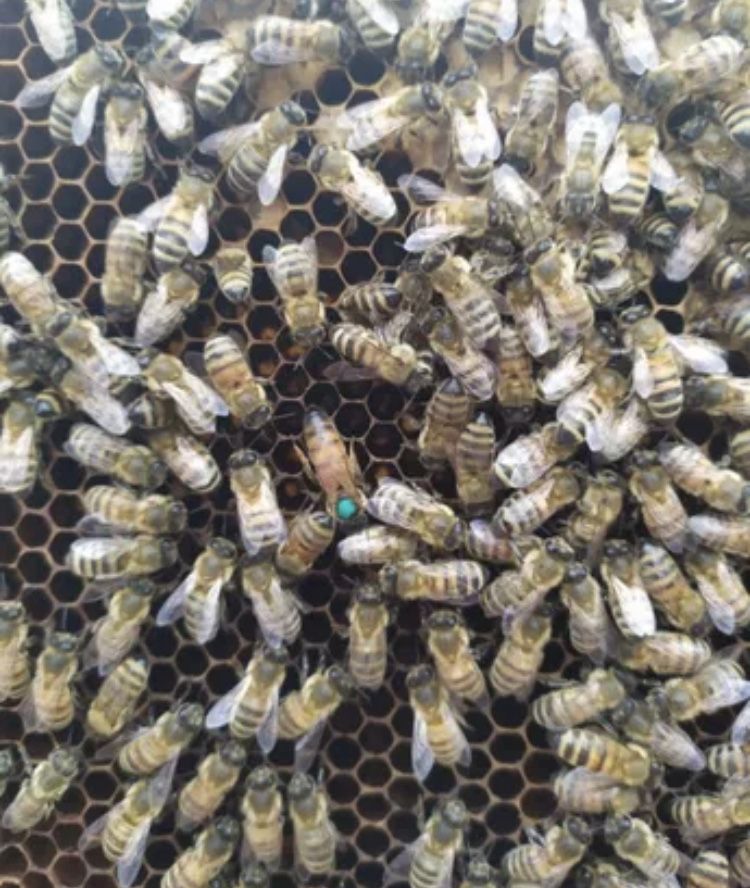 Бджолопакети, пчелопакеты договірна