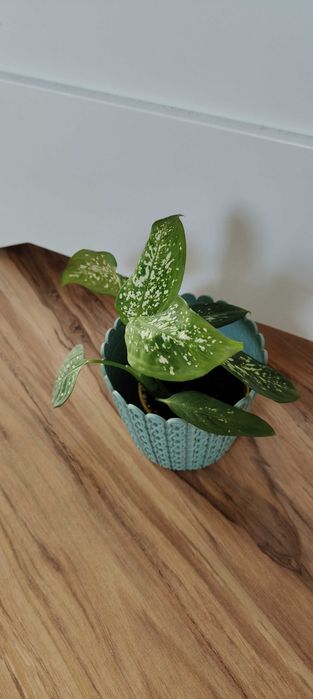 Difenbachia kwiat domowy