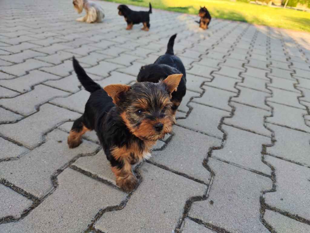 Yorkshire Terrier – szczeniak z rodowodem SWKiPR

Maluch jest już po p