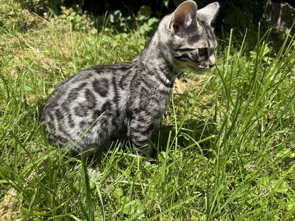kocurek bengalski srebrny Rozetowy GOTOWY DO ODBIORU