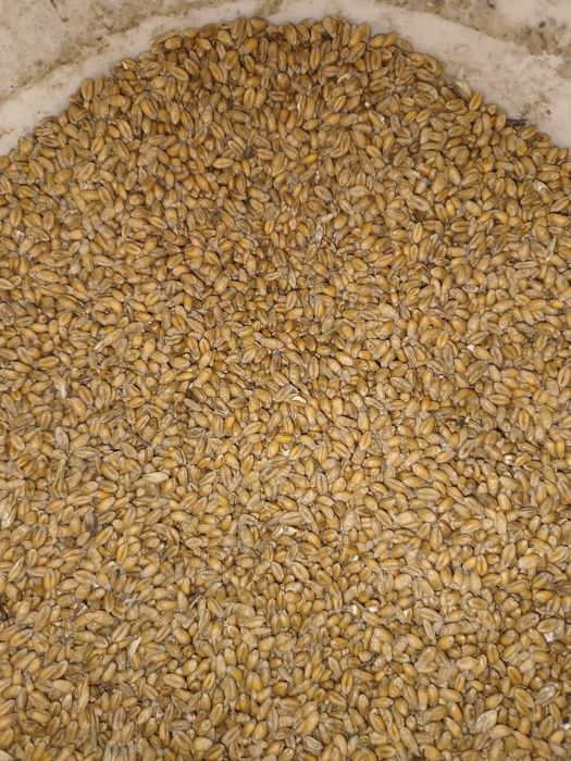 Pszenica ozima euforia