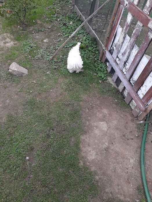 Sprzedam kury silki
