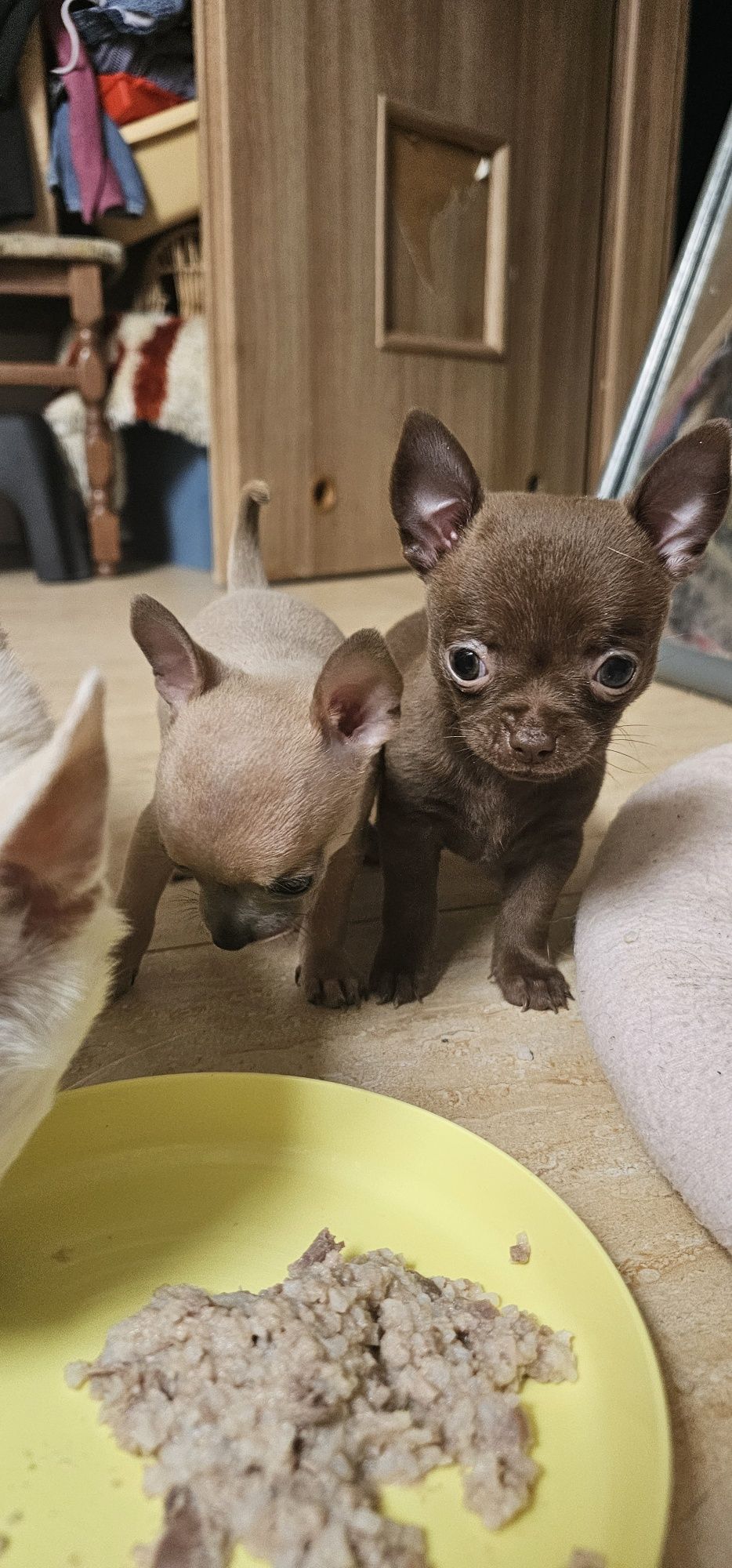 Chihuahua sunia beszamelowa