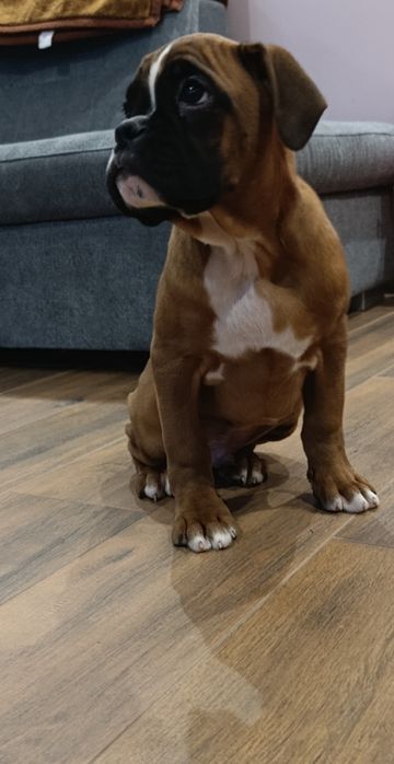 Bokser Szczenię Gotowe do Odbioru