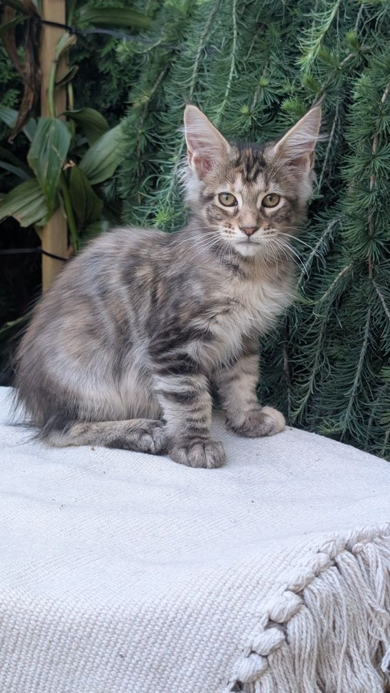 Szylkretka ZOE kotka Maine Coon. Zapraszamy