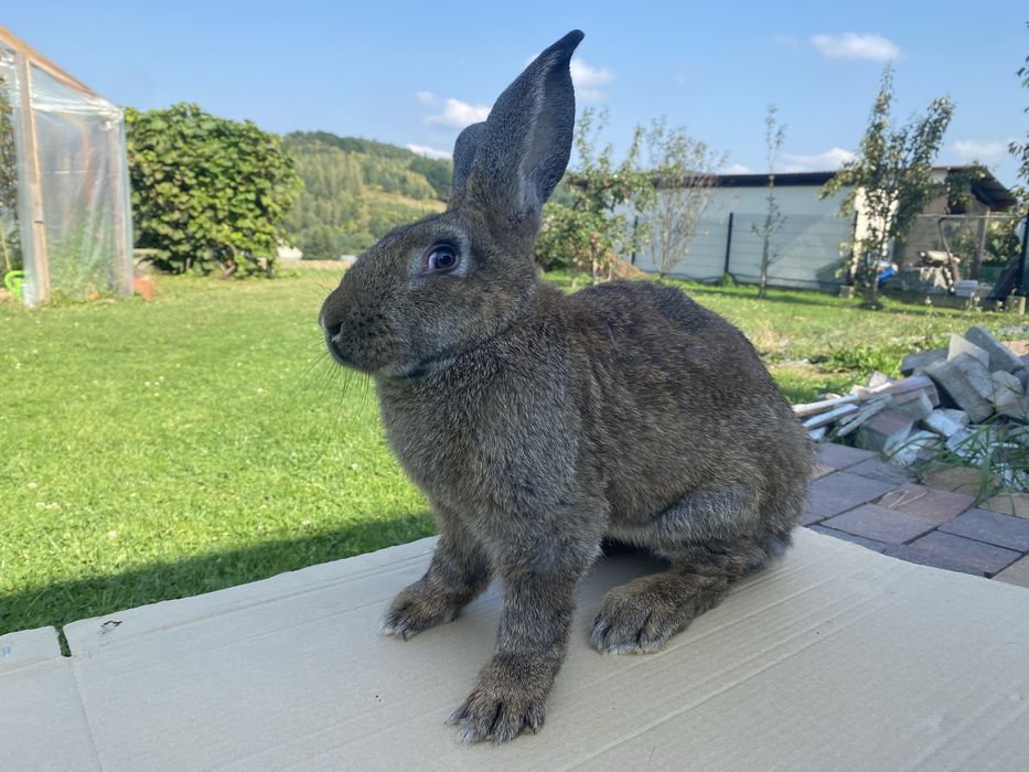 Króliki samce 7 miesięczne.