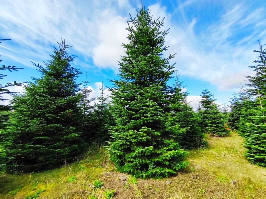 Jodła kaukaska cięta PRIMA PREMIUM 350-550cm