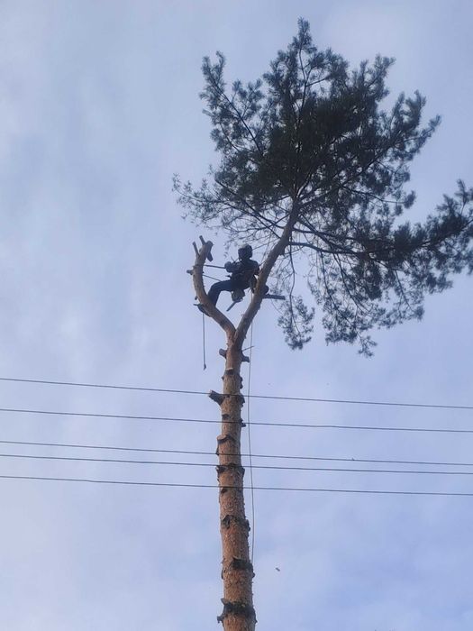 Wycinka drzew , rębak , frezowanie pni , usługi zwyżką , koparką , ITD