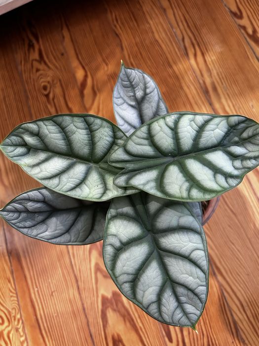 Alocasia Silver Dragon
