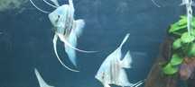 Skalary Blu Zebra i Blu Smokie