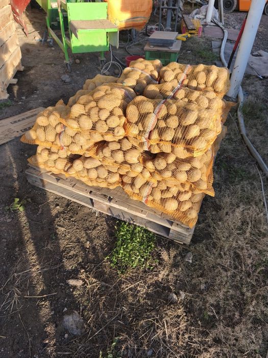 Ziemniaki jadalne Jurek