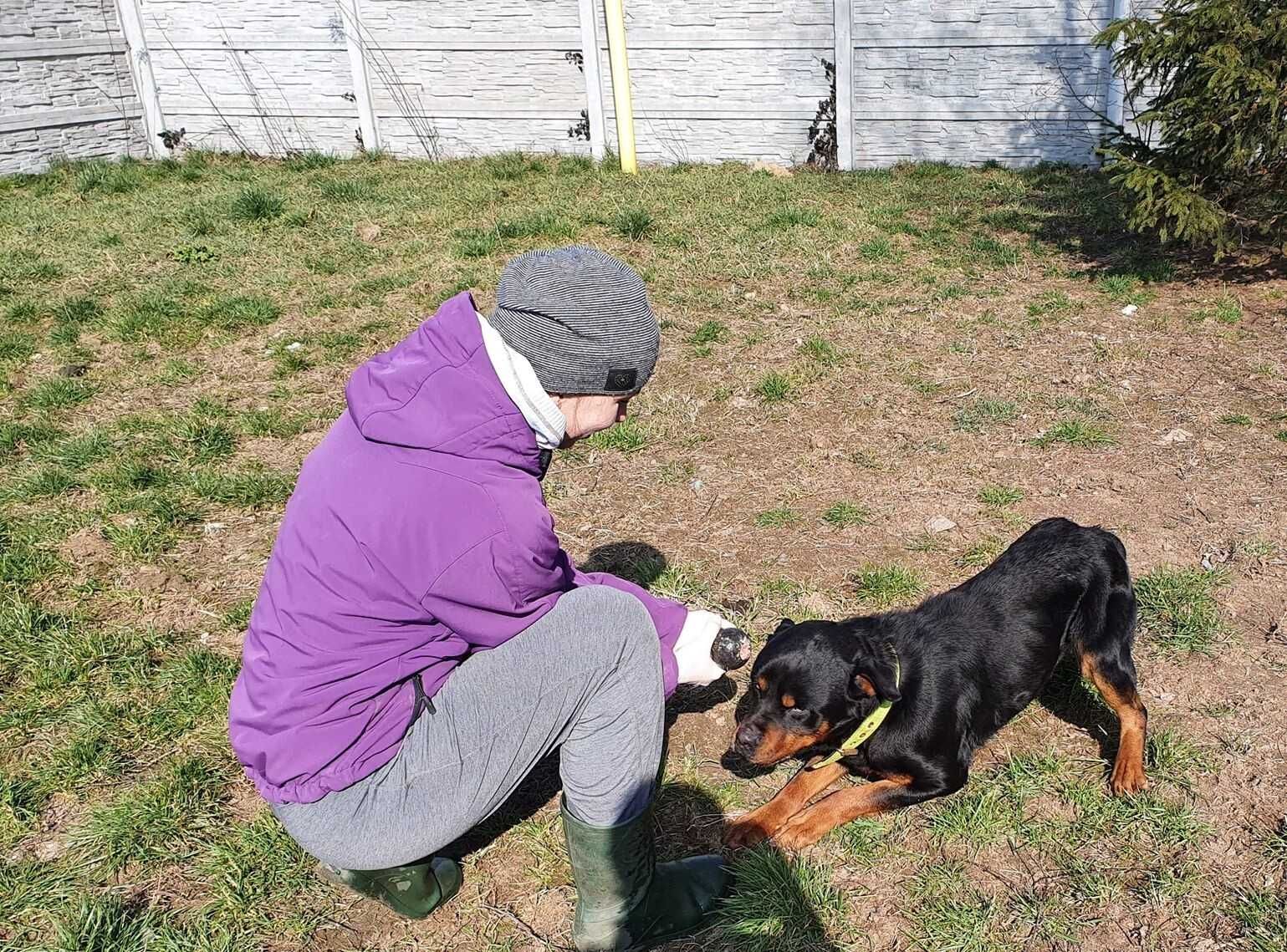 Czesław rottweiler szuka odpowiedzialnego domu!!