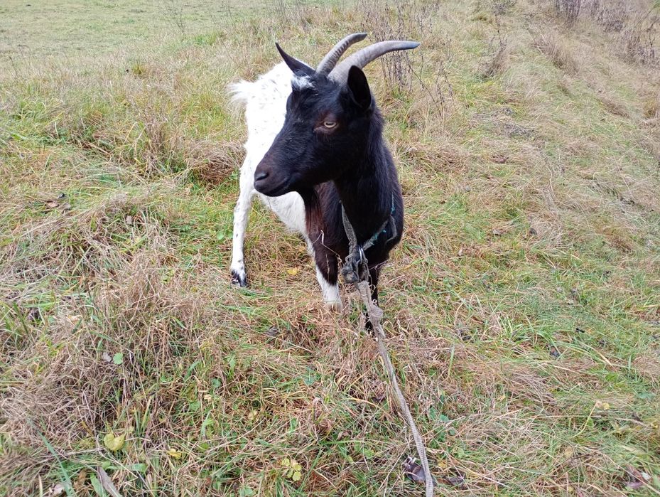 Продам молоду козу, кітна 3 місяці