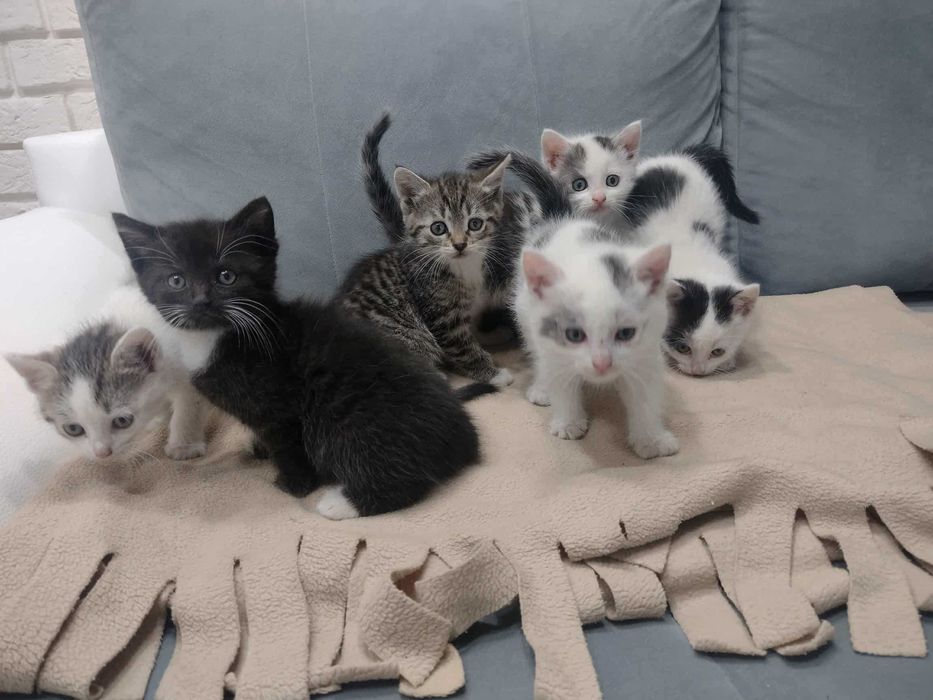 Oddam kotki w dobre ręce