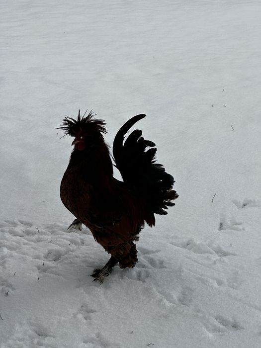 Jaja legowe kur z wolnego wybiegu, mix