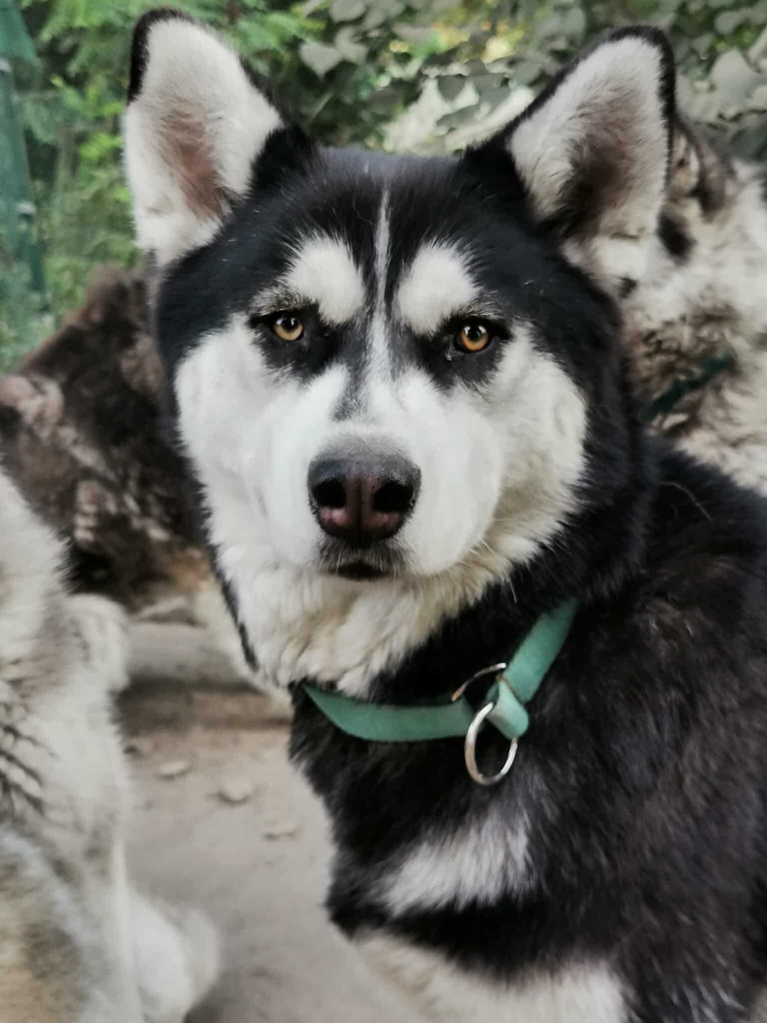 Zosia młodziutka mix husky z alaskan malamute, malamut piękna, adopcja