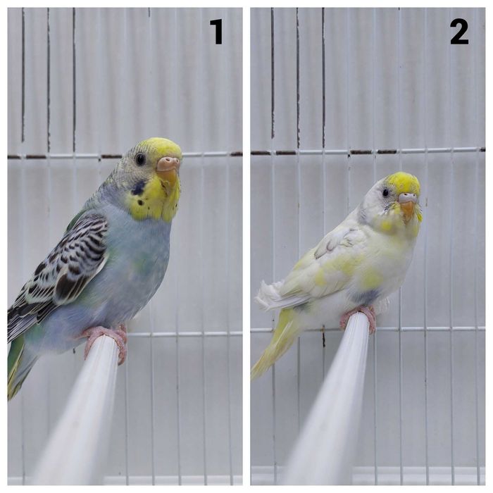 11 Periquitos australianos