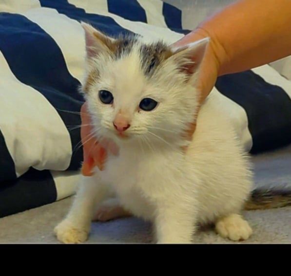 Mały kotek szuka domu