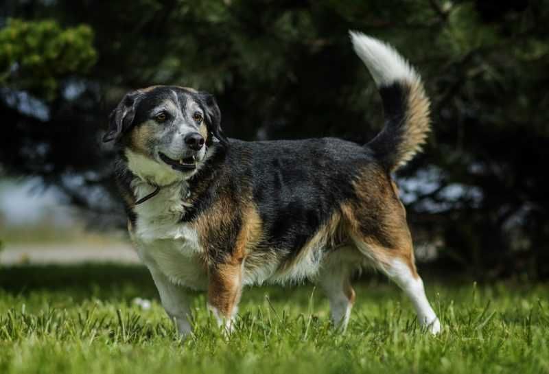 Tolek - nieduży psiak lubiący głaskanie i spacery