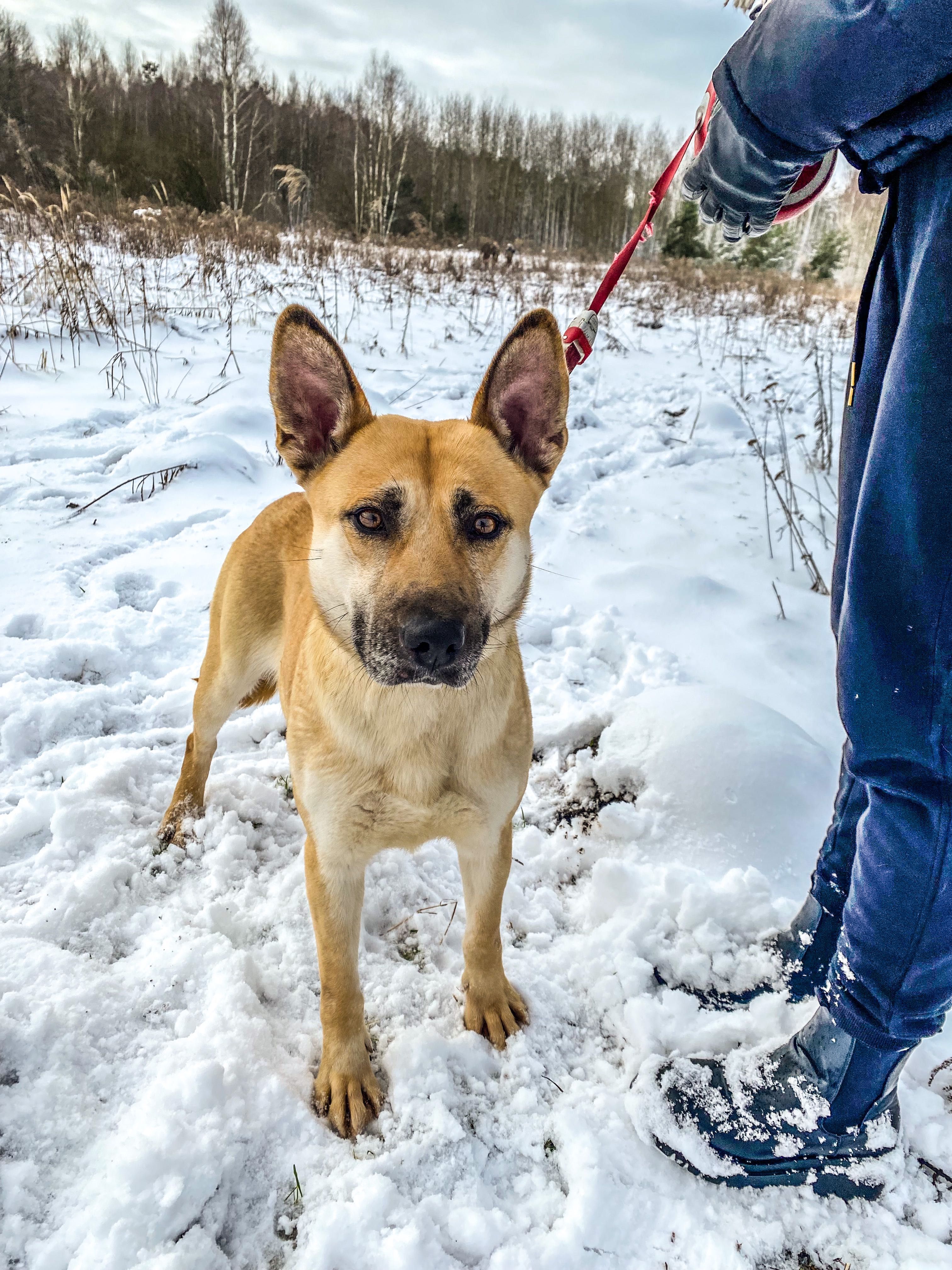 Do adopcji śliczna Pepita