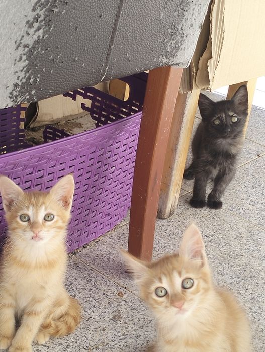 4 Gatinhos para adoção