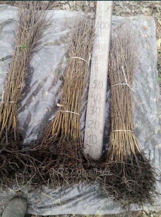 Береза, саджанці берези різної висоти, саженцы берези.