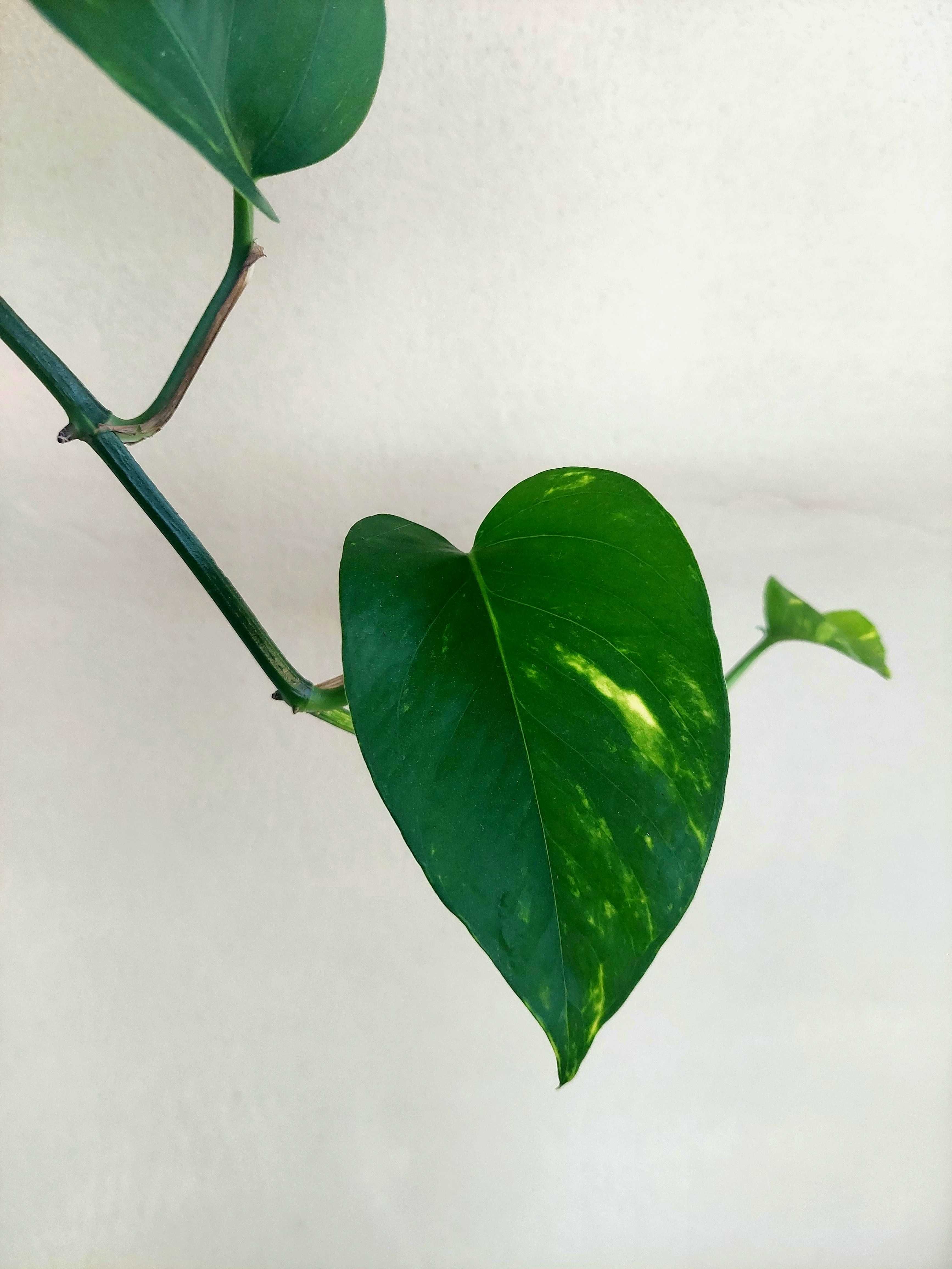 Planta Epipremnum aureum