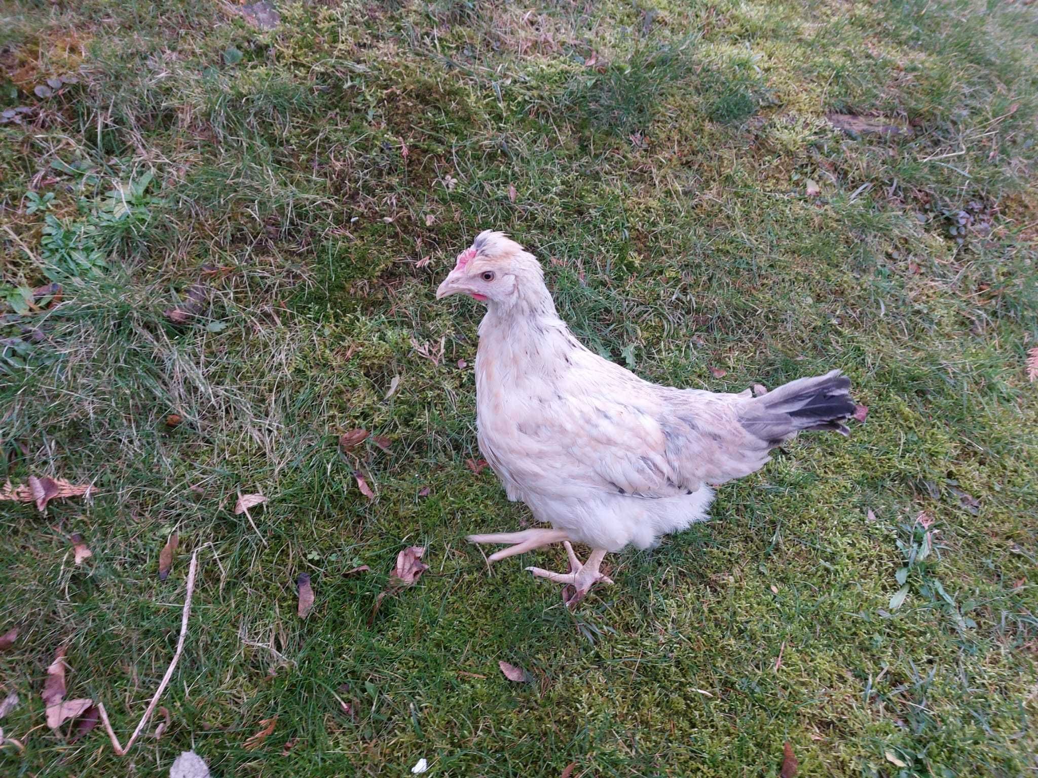 KURY kurki nioski ROSA DOMINANT LEGHORN młode zdrowe Transport