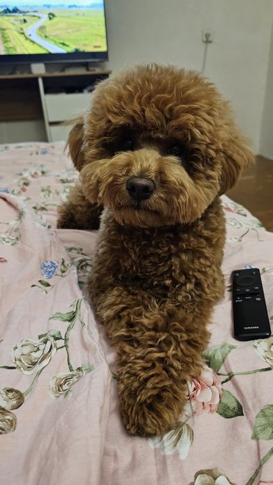 В'язка той пудель