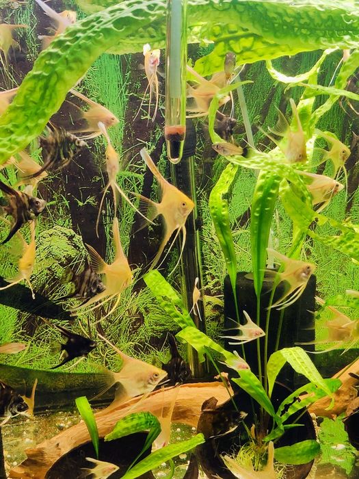 Skalary złote weloniaste