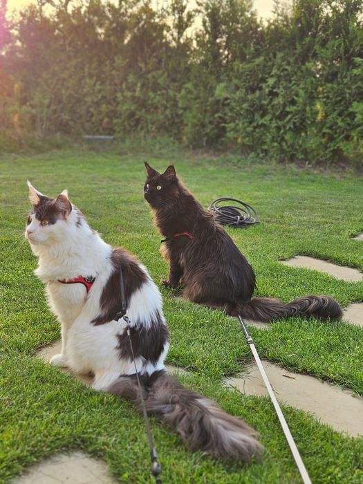 Maine Coon kocur do odbioru -srebrny