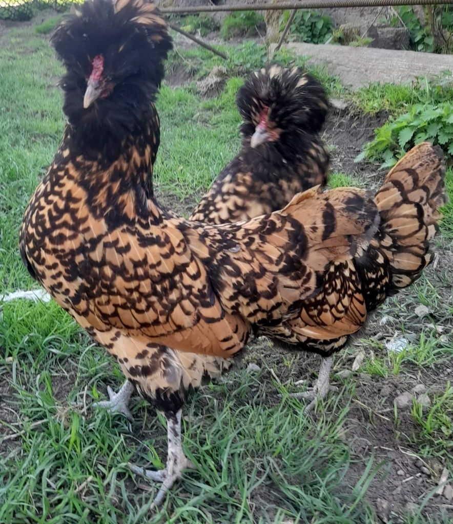 Kury kurczaki nioski ozdobne jaja lęgowe gęsi kaczki indyki