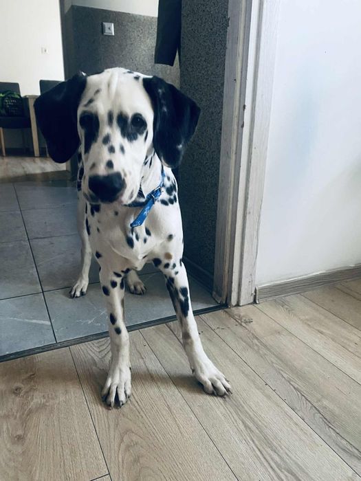 Oddam psa w dobre rece