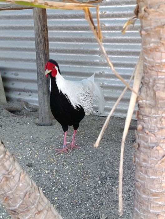 Macho de Faisão prateado