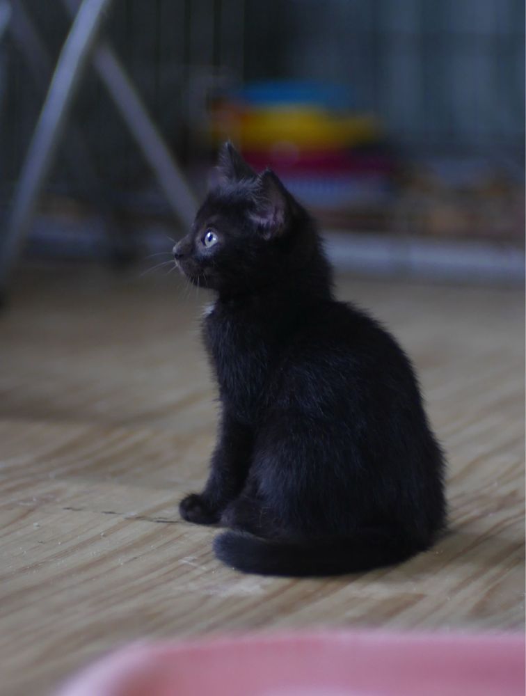 Małe cudo do adopcji