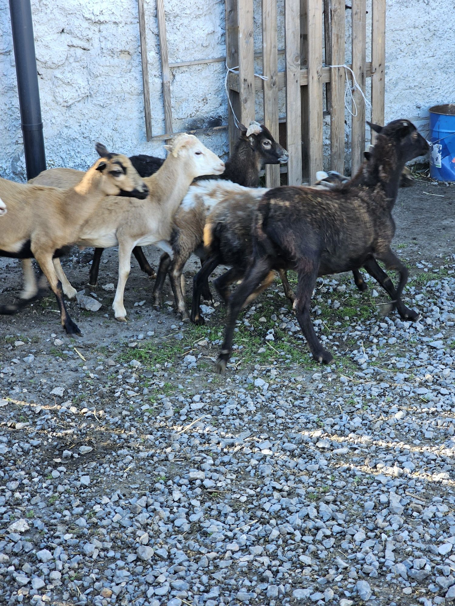 Owca baran para kamerunskie tryk Jarka