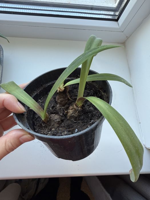 Гіпеаструм.Амариліс.Комнатные цветы