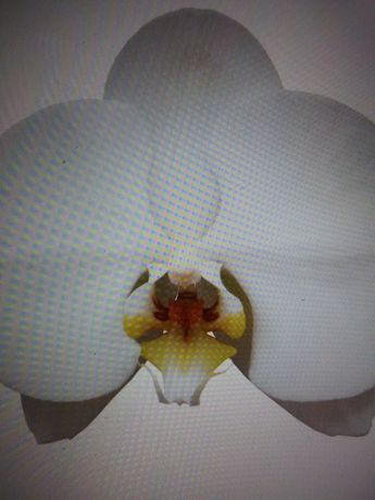 Фаленопсис  Белая   орхидея подросток