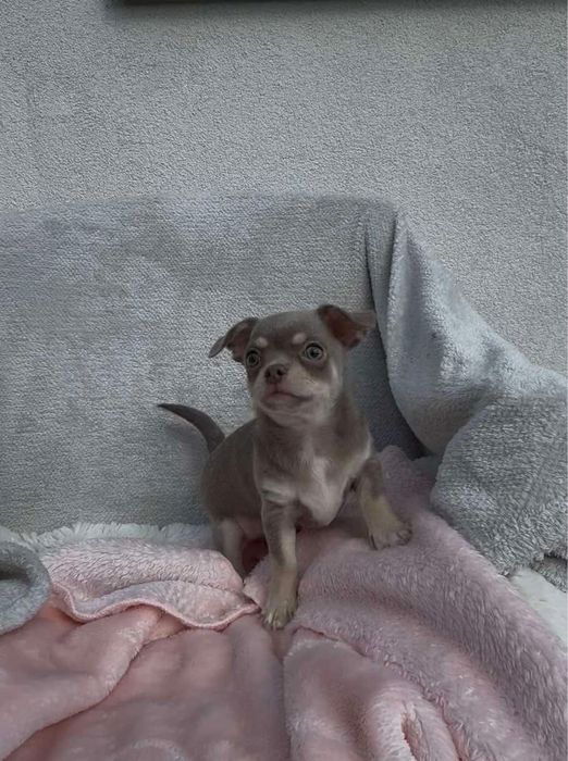 Chihuahua piękny piesek lilac tan z białymi znaczeniami