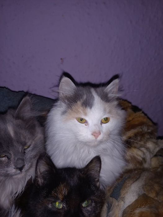 3 дівчинки стерилізовані, відаєм у добрі руки