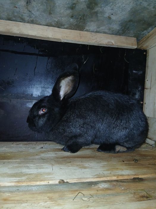 Sprzedam samice Wiedeński Czarny