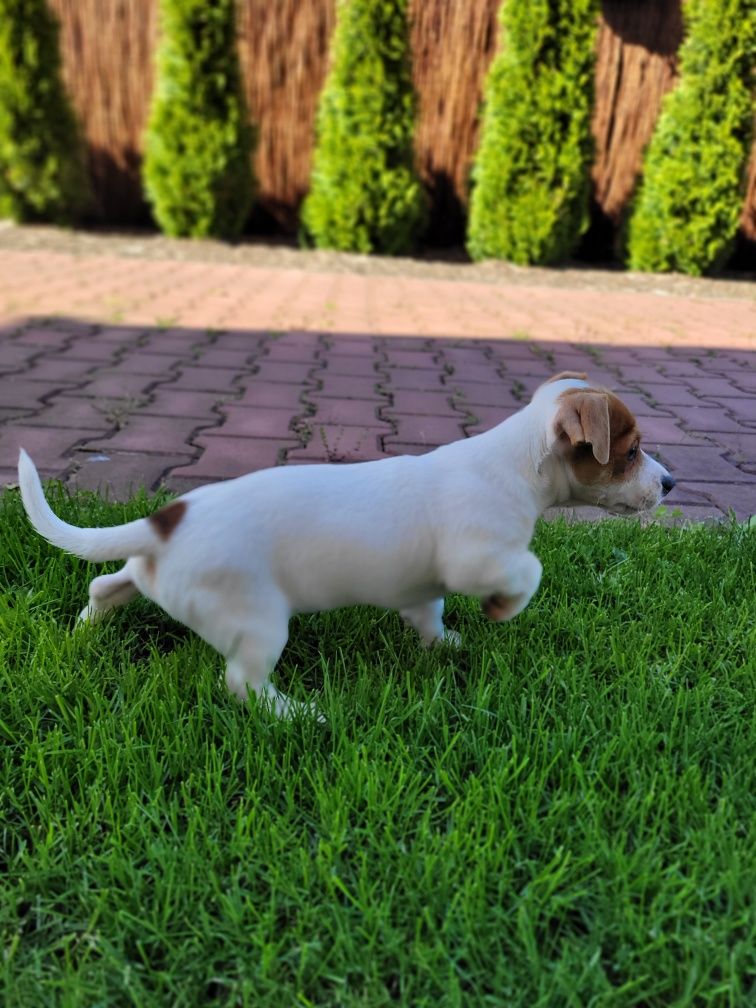 Jack Russell Terrier Piesek Wspaniały