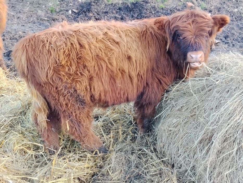 Sprzedam 2  jałówki rasy Highland cattle .