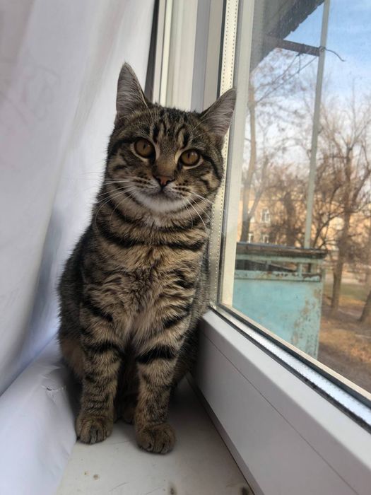 Котик в добрые руки