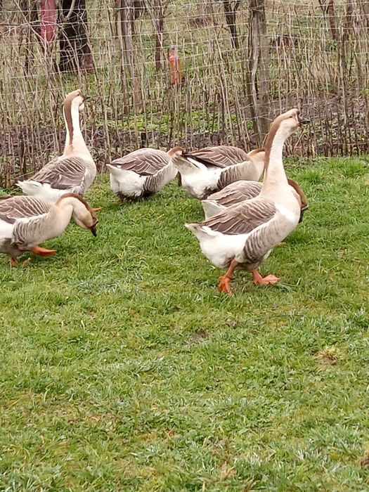 Продам гуси,порода кубанська