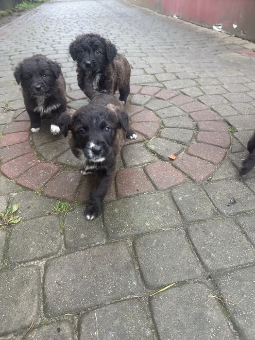 Labladorki szukają domu.