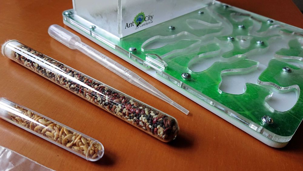 Формікарій Ant City